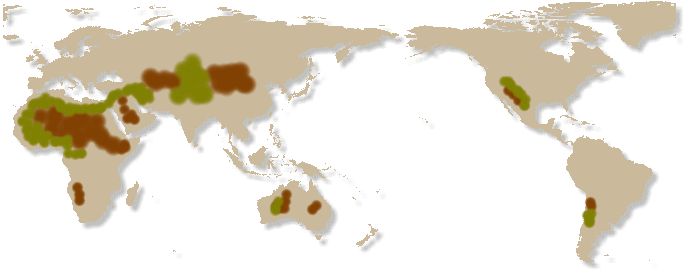 化 砂漠